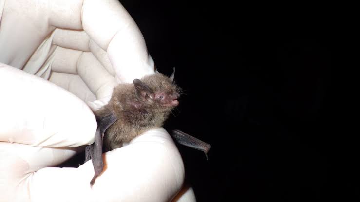 Endangered Indiana bat captured in NC for first time since 2015