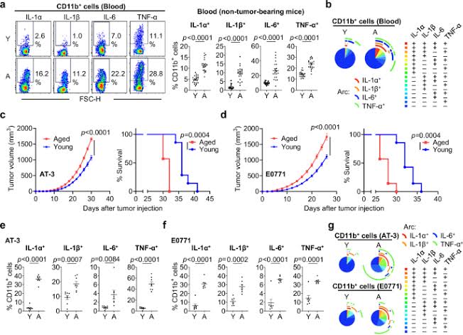 Thymulin restrains age-associated myeloid inflammation and enhances cancer immunotherapy