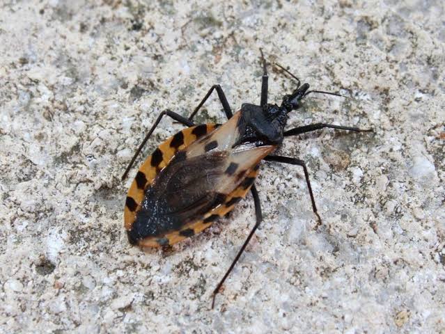 First Locally Acquired Chagas Disease Case Confirmed In San Diego County