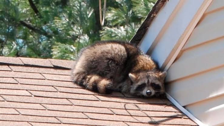 Raccoon with rabies scratches Manorville resident