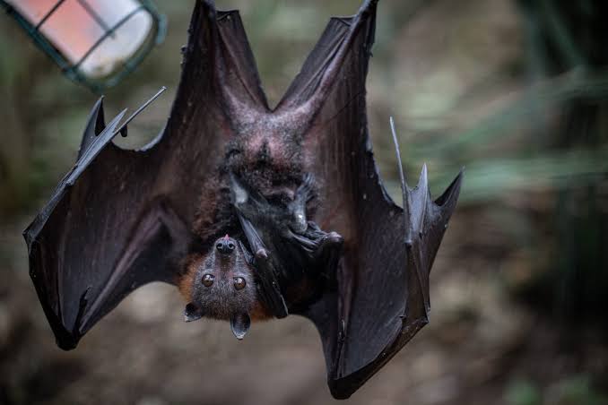 Boy dies from rabies after waking up to bat on his face