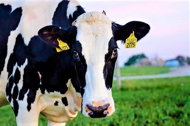 Cattle, egg-laying poultry in Utah hit with H5N1 avian flu