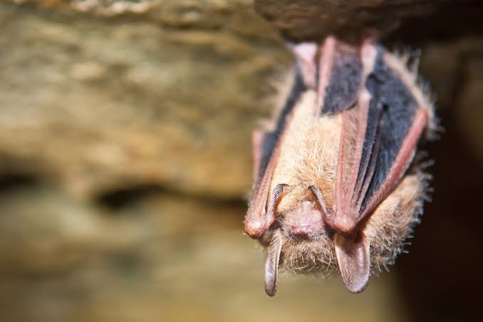 Rabid Bat Lands on Table While Family Is Eating Lunch at Southern Calif. Restaurant