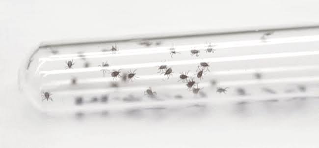 Ticks are thriving in Minnesota. Experts explain why.
