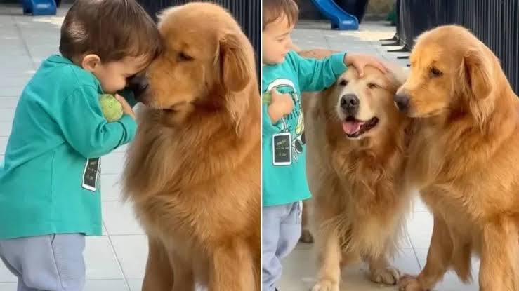 Golden Retrievers Don’t Rush Toddler Holding the Ball, Just Watch Him Walk Away With It