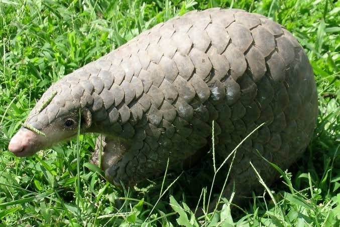 Wildlife trade increases pathogen transmission: What 40 years of data say about spillover