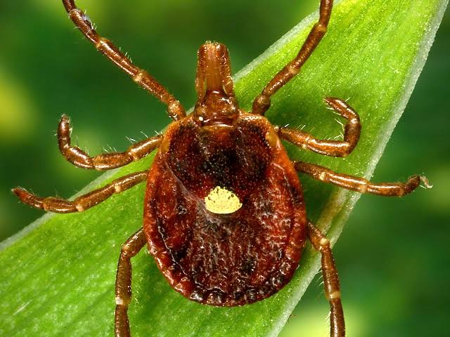 These states are seeing their worst tick activity in nearly 10 years