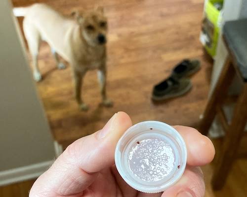 Run-in with teeny-tiny ticks in Pa. serves as reminder of threat they pose | From The Trailhead