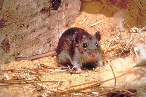Low-protein ‘longevity diet’ helped mice live healthier, leaner lives: Study