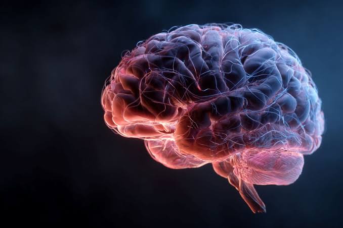 Liver Talks to the Brain to Control Appetite
