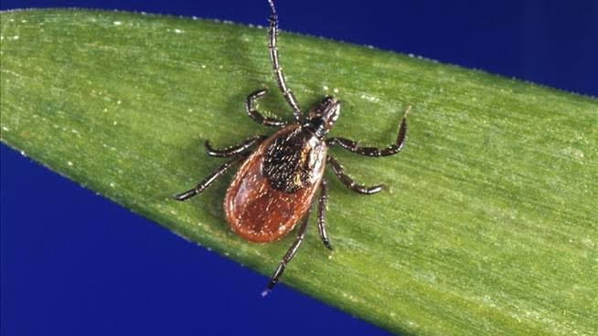 Rare Lyme Disease Strain Is Detected in a New State