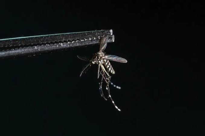 Scientist confronting the rising global threat of mosquitoes