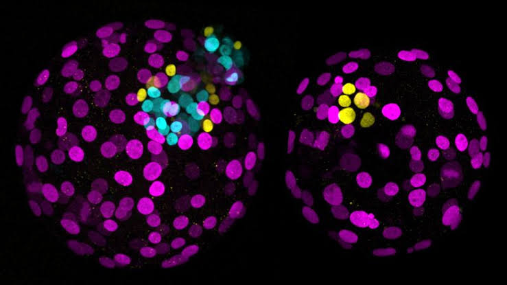Why a gene-editing breakthrough has some experts worried
