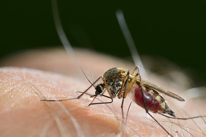 Mosquitos carrying West Nile virus found in three Twin Cities counties