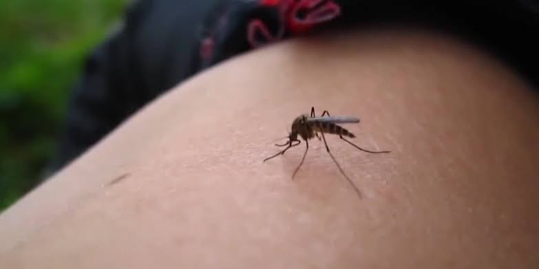 Nebraska reports first human West Nile virus case of 2026