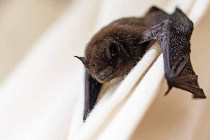 Rabid bat confirmed in Painesville, first in Lake County since 2022