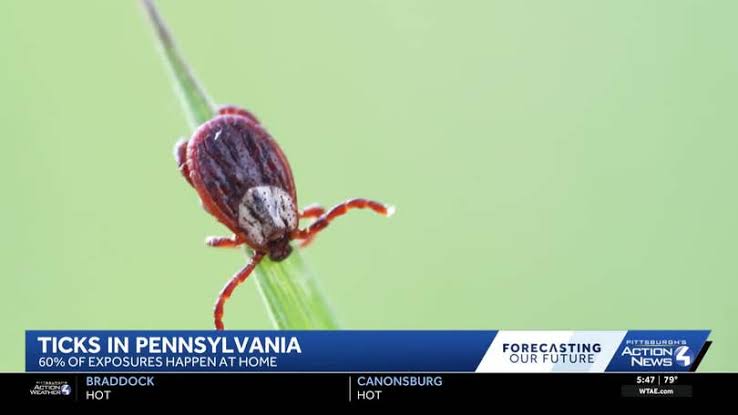 More tick bites are happening closer to home
