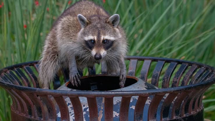 Raccoon tests positive for rabies after dog attack in backyard of N.J. home