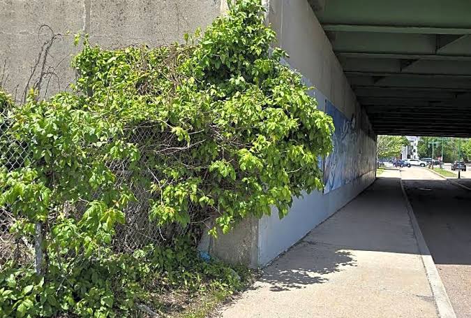 311 complaint of the day: You're gonna need an ocean of calamine lotion on this Dorchester street