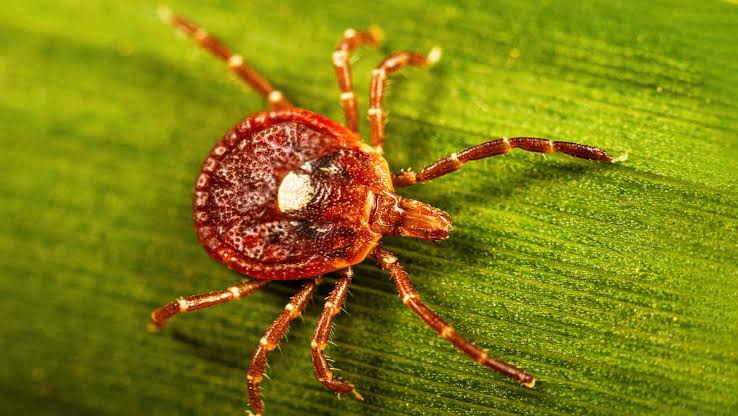 What to know about alpha-gal syndrome, the dangerous meat allergy caused by tick bites