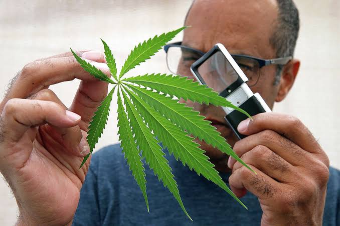 New Calif. study flips long-held beliefs about cannabis use