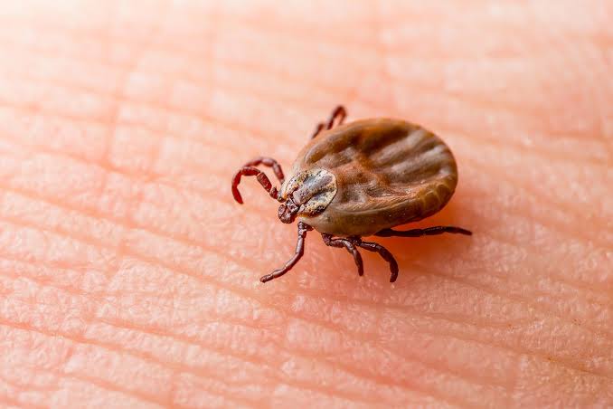 Blood-Sucking Parasites Could Revolutionize Treatment for Autoimmune Diseases