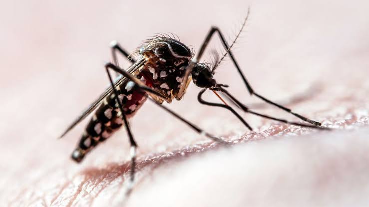 Mosquitoes seem to be getting over insect repellent