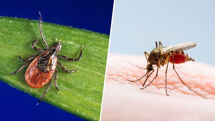 ER Visits for Tick Bites Are Surging to Decade-High Levels. How To Protect Yourself