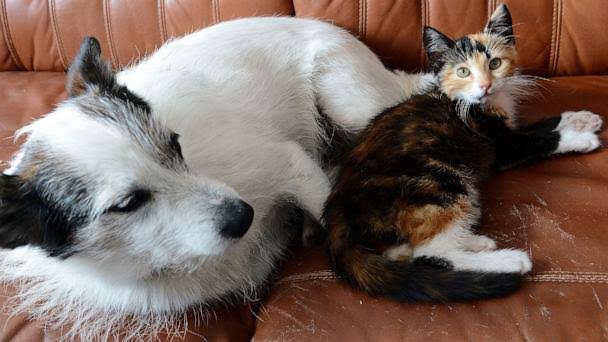Can I get hantavirus from my pet? Here's what pet owners should know