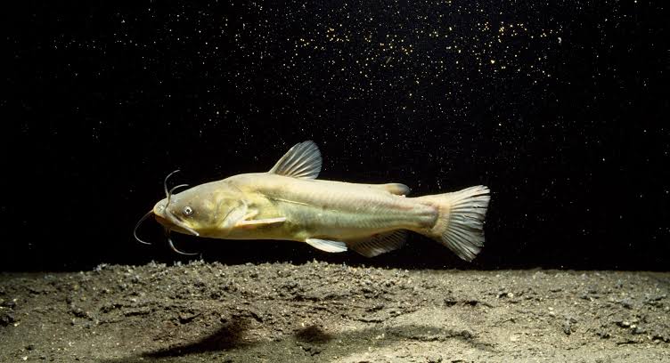 Contagious Cancer Found in North American Catfish