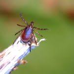 Protect yourself: Why ticks are spreading in the Great Lakes region