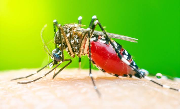 Some people really are mosquito magnets, and scientists are starting to understand why
