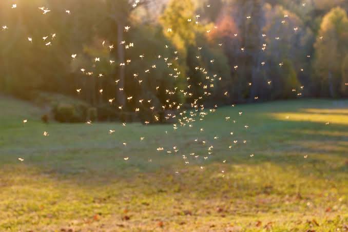 How To Prevent Mosquitoes From Taking Over Your Yard This Summer