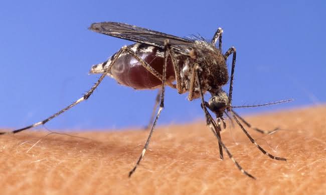 Three Las Vegas area ZIP codes report West Nile virus-positive mosquitoes