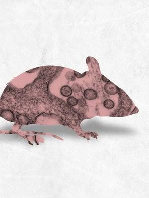Hantavirus risk from rodents may be higher in Pacific Northwest
