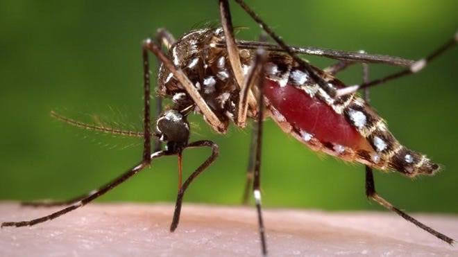 Why Google wants to release 32 million weird mosquitoes in Florida