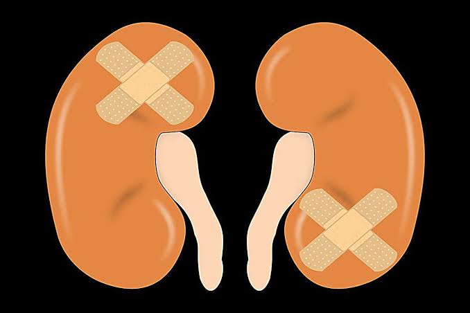 Kidney healing improves after protein blockade, with less scarring and faster recovery