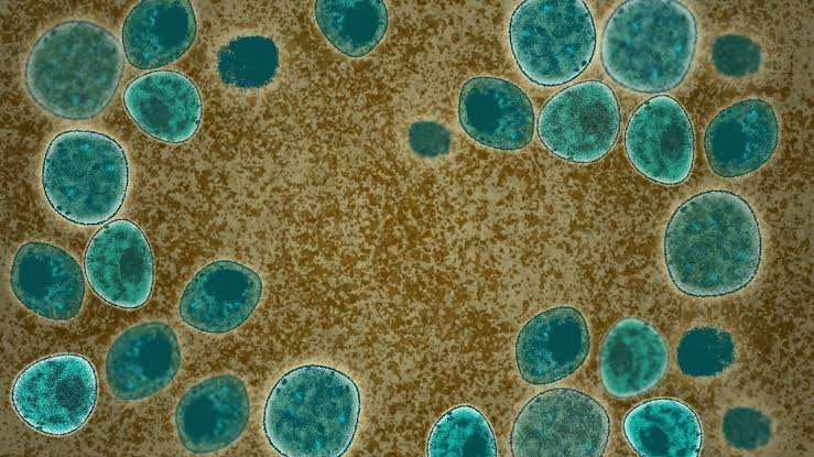 Ontario County health officials report locally acquired case of han­tavirus