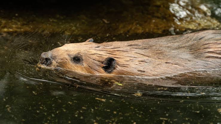 Rabid Beavers Attack Visitors at State Park