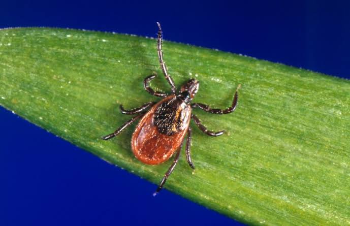 Letter: Tick-borne illness is a quality of life changer