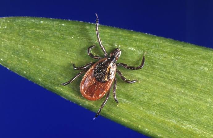 The ticks you may find in your state, and the diseases they can carry