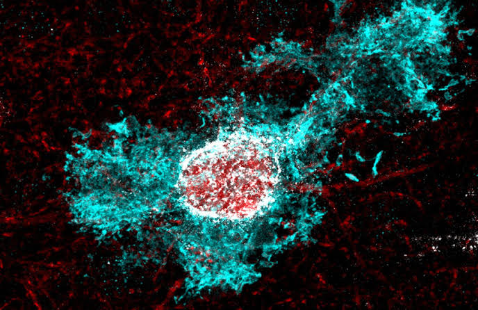 Research Reveals Link Between Stress Hormone, Brain Plasticity in Early Life