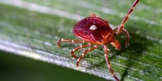 Ticks Check Another Box on the “Scary Parasite List” with Alpha-Gal Syndrome