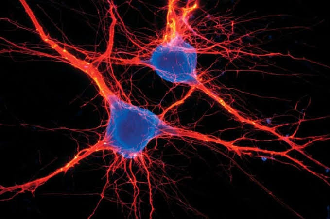 C1 Neurons Identified as Master Anxiety Switch