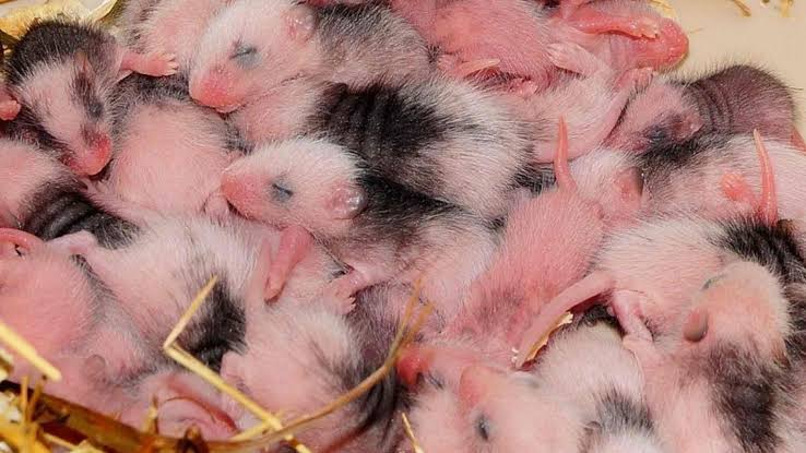 Scientists can't believe it: an experimental drug helped mice with advanced Alzheimer's disease regain their memory and ability to learn by restoring a key energy molecule in the brain