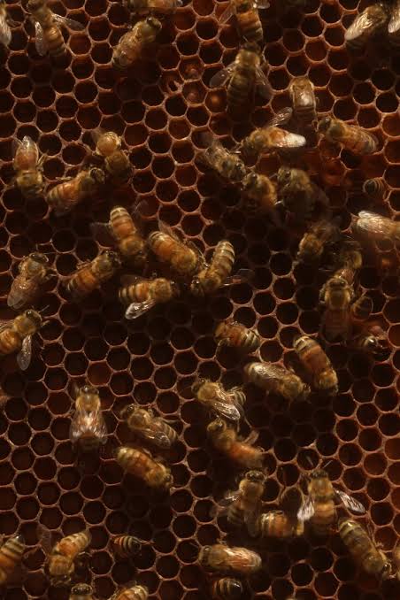 Meet the Bee Vet, Now Making Hive Calls