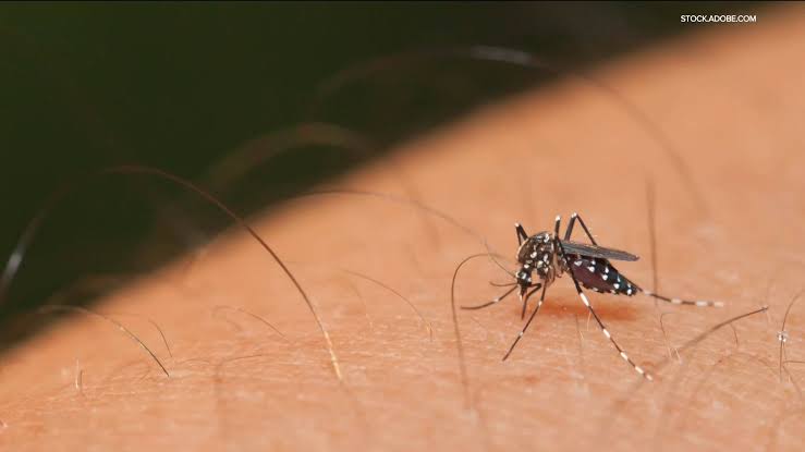Invasive mosquito detected in Canyon County