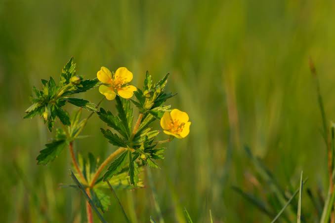 Wildflower once used to treat wounds and sore throats shows promise in fighting dangerous superbugs
