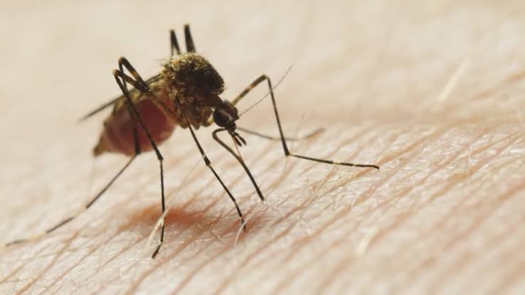 Fort Bend County declares public health emergency over mosquito surge