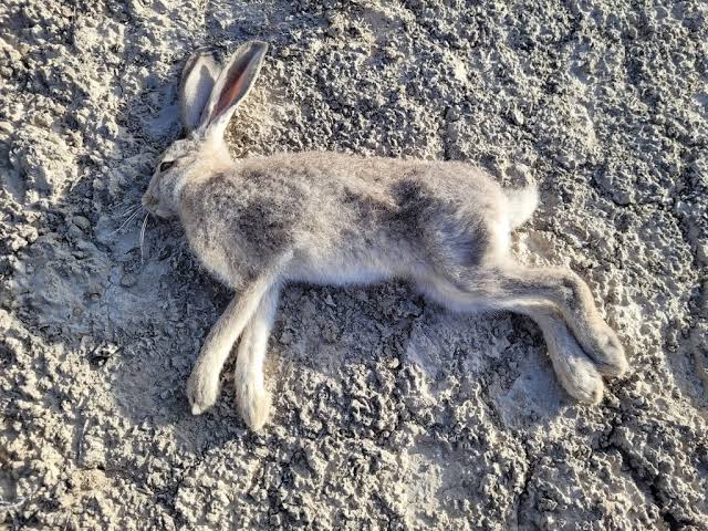 A lethal virus has been found among Utah’s wild rabbits. Here’s what to know.